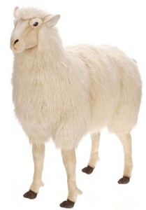 hansa sheep